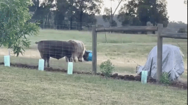 Cow Playing with a ball