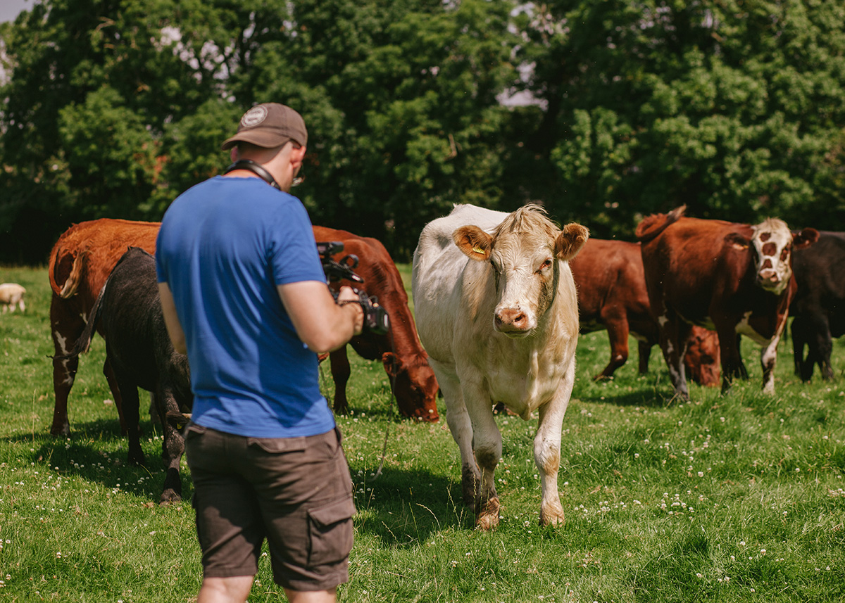 James filming cows in the field