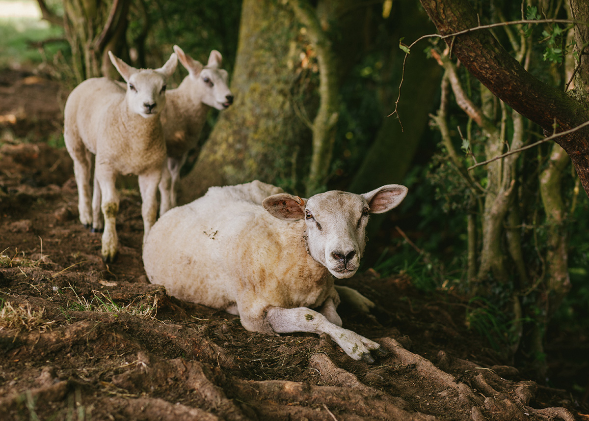 Sheep keeping cool under the hedges