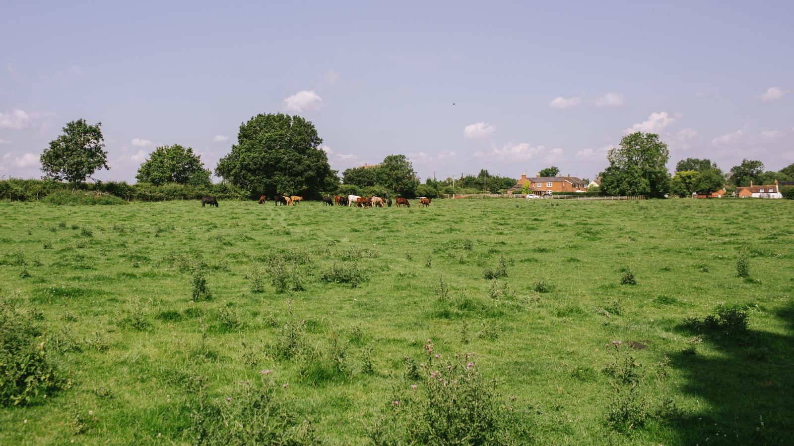 High welfare meat boxes from the UK